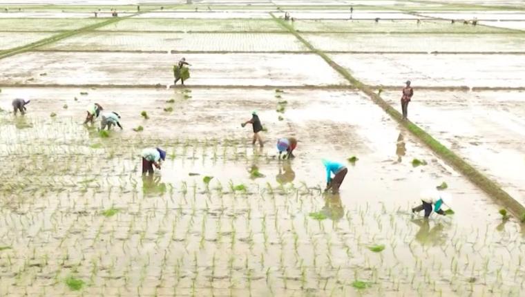 Menko Zulhas Yakin RI Mampu Swasembada Pangan Jika...