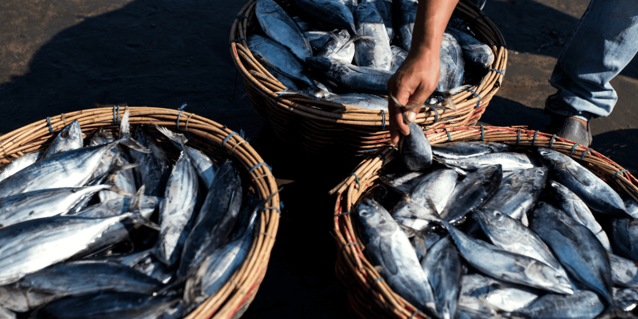 Produksi Perikanan Tangkap Kaltim Capai 199 Ribu Ton, Sumbang Rp 7,3 Triliun Sepanjang 2024